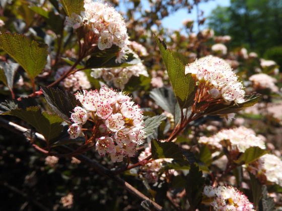 Clusters of light pink and white flowers, with dark green stems. 